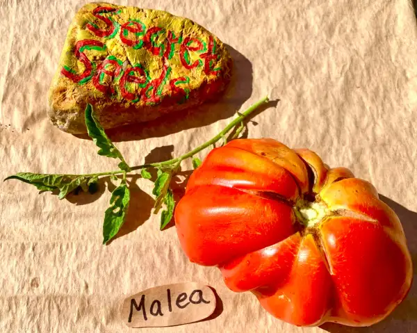 Tomaten: Malea