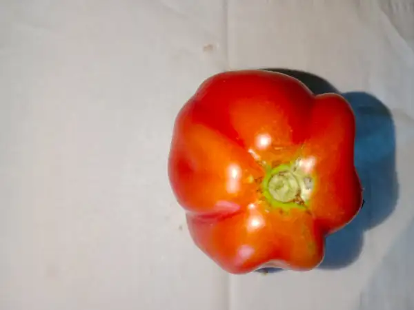 Tomaten: Malea