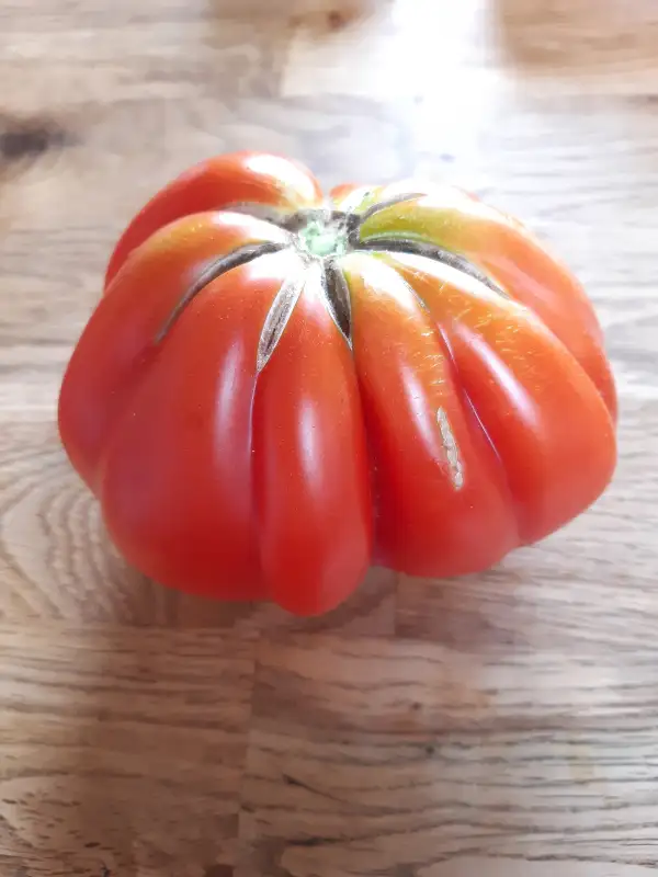 Tomaten: Malea