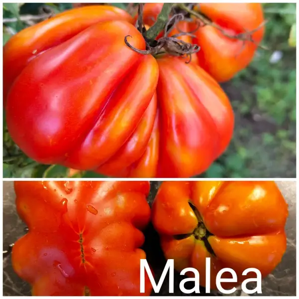 Tomaten: Malea