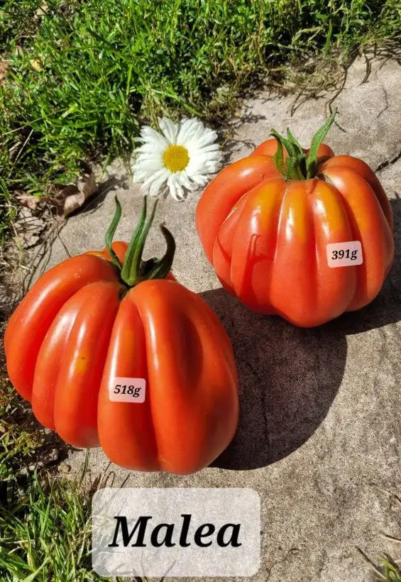 Tomaten: Malea