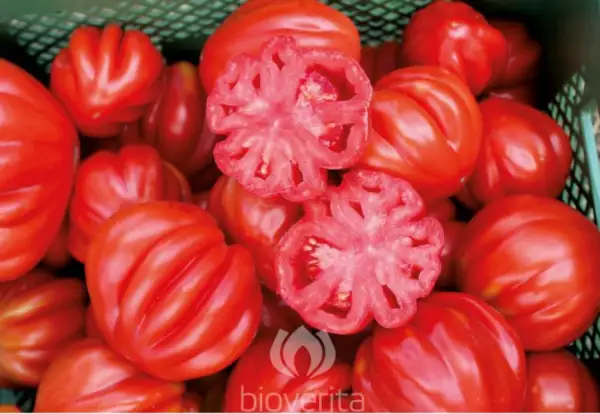 Tomaten: Malea, Fleischtomate