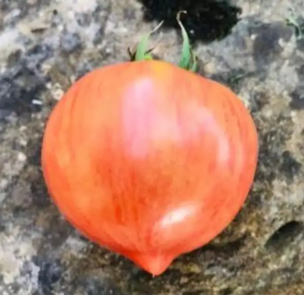 Tomaten: Malinawaja