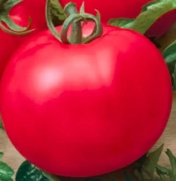 Tomaten: Maliniak