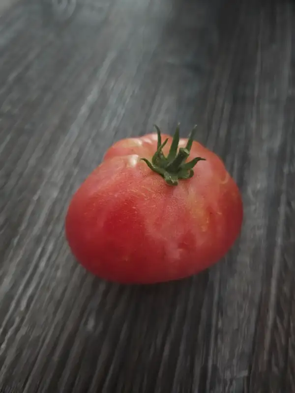 Tomaten: Maliniak