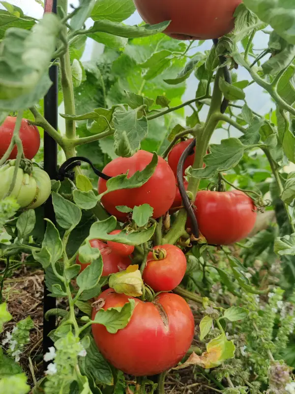 Tomaten: Malinovka Yablochnaya