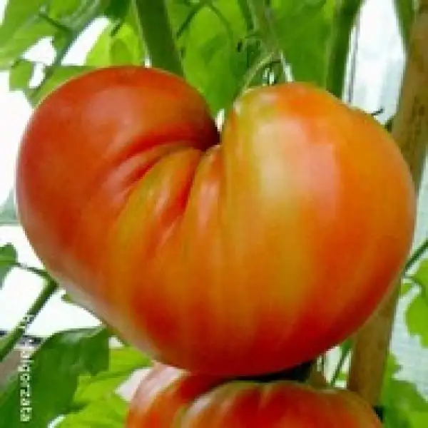 Tomaten: Malinowka