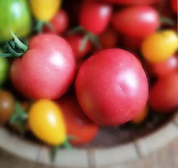 Tomaten: Malinowski