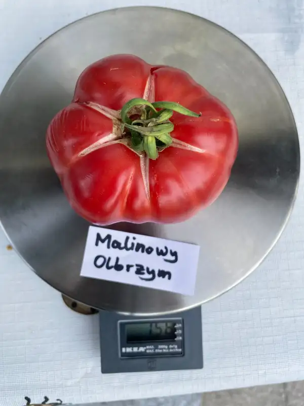 Tomaten: Malinowy Olbryzm (Himbeerriese)