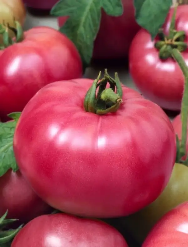 Tomaten: Malinowy Ozarowski auch Himbeere aus Ozarow