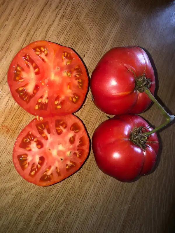 Tomaten: Malinowy Pink 1955