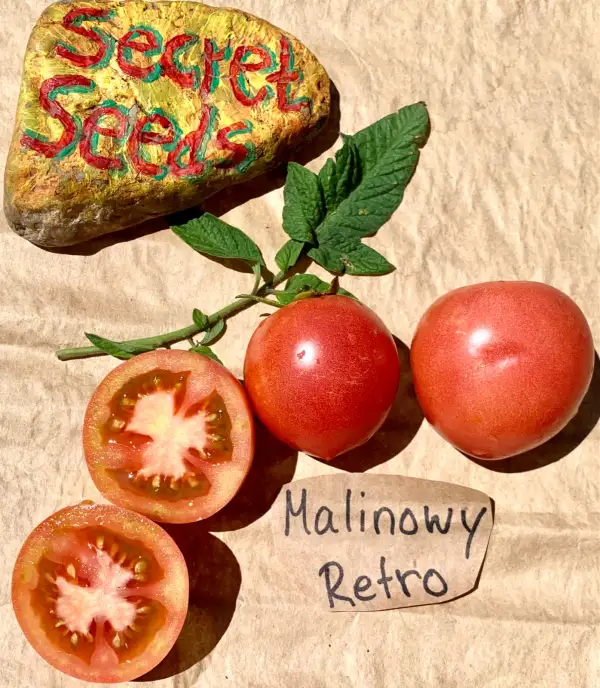 Tomaten: Malinowy Retro