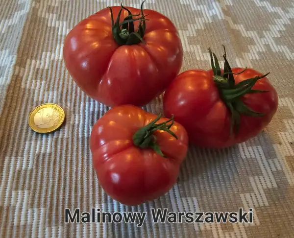 Tomaten: Malinowy Warszawski