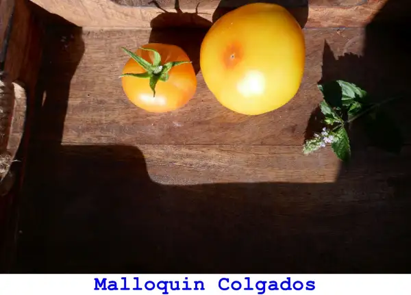 Tomaten: Malloquin Colgados