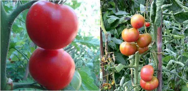 Tomaten: Mallorquin