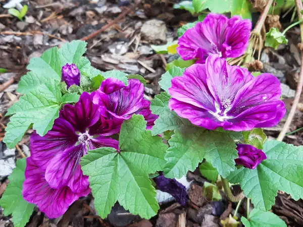 Stauden / Gehölz: Malva sylvestris var. mauritiana