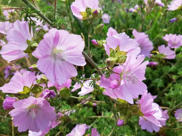 Stauden / Gehölz: Malva sylvestris ‣ ‣ ‣ ‣ Wilde Malve ‣ Common Mallow