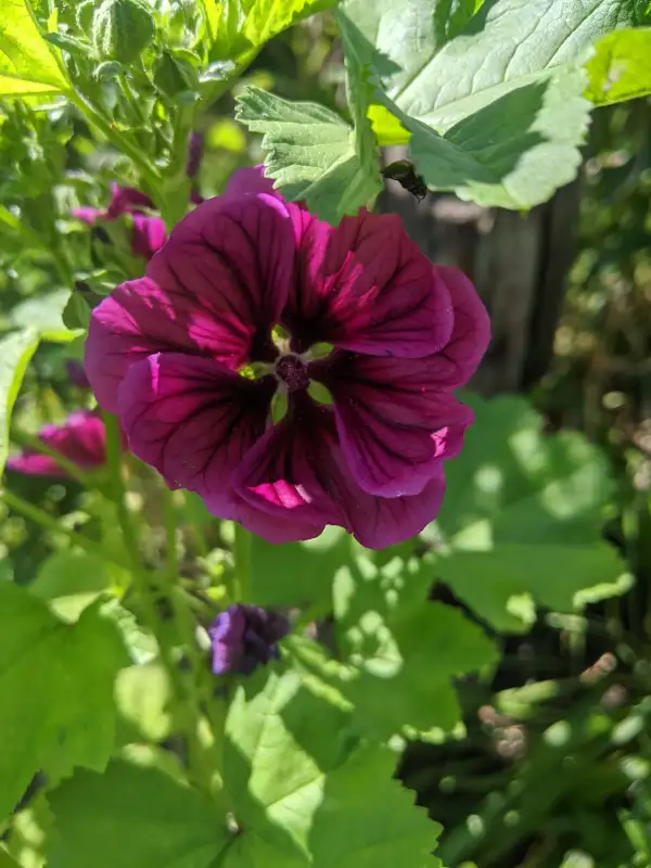 Blumen: Malve