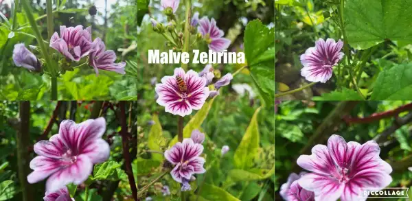 Blumen: Malve Zebrina