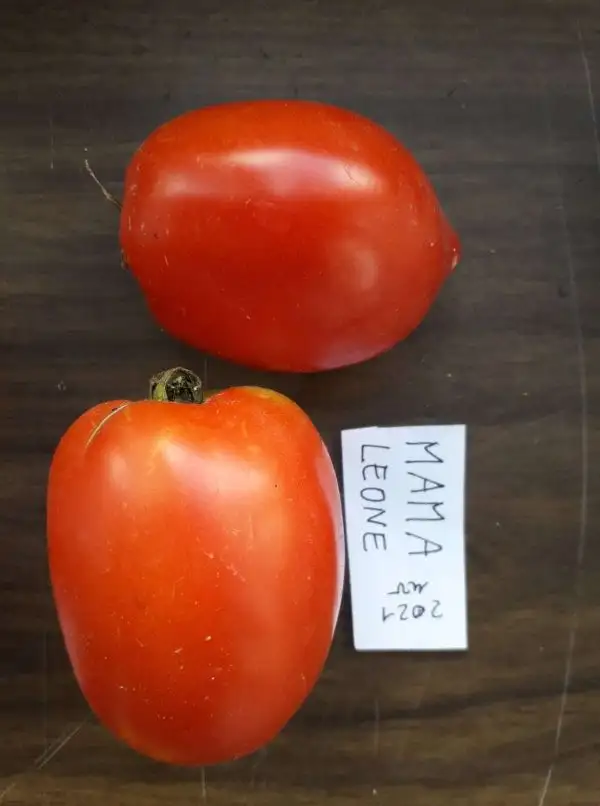 Tomaten: Mama Leone