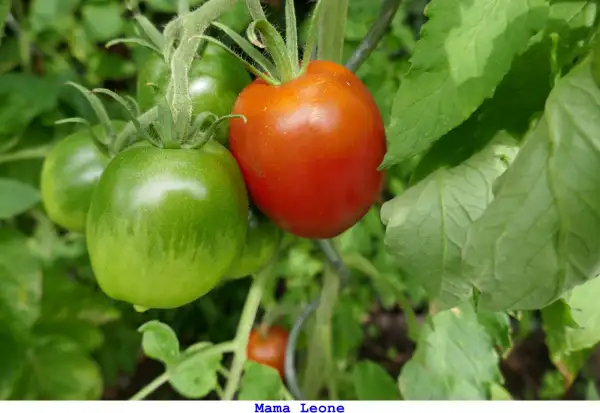 Tomaten: Mama Leone