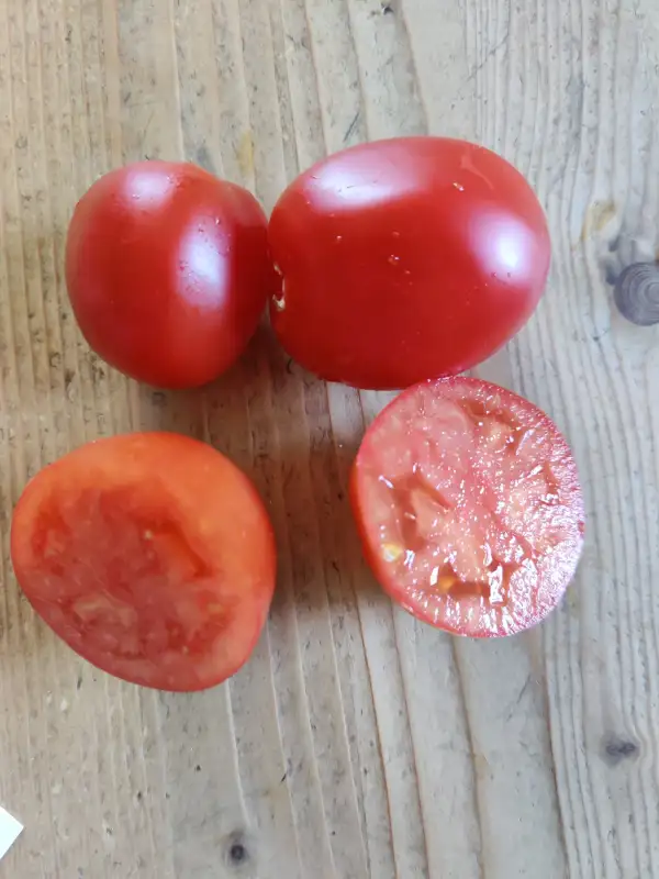 Tomaten: Mama Leone
