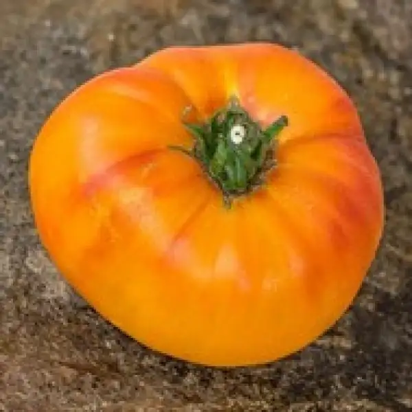 Tomaten: Mammoth German Gold