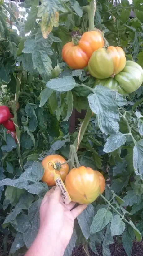 Tomaten: Mammoth German Gold