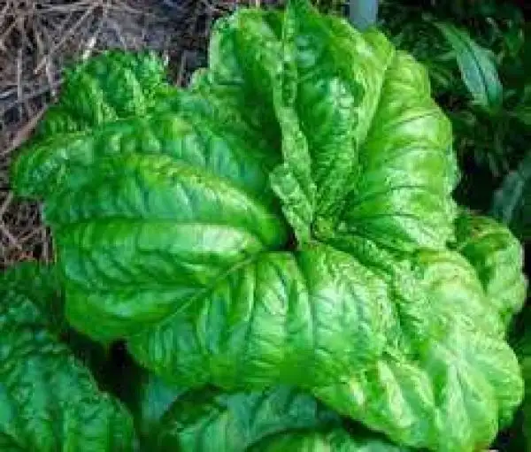 Kräuter: Mammut Basilikum