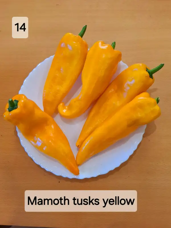 Chili / Paprika: Mamoth tusks yellow