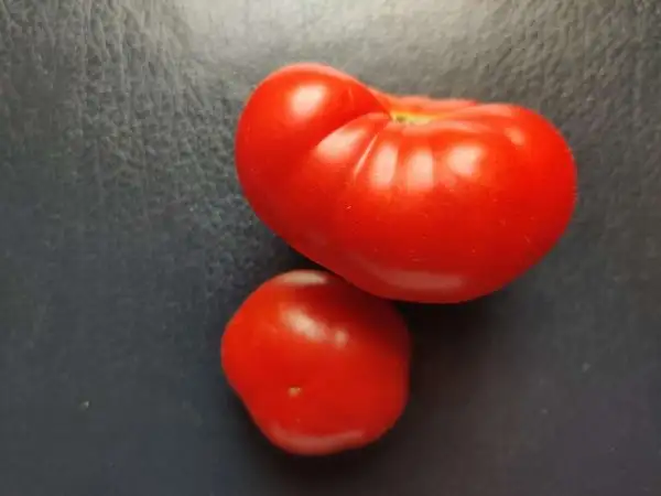 Tomaten: Manalucie