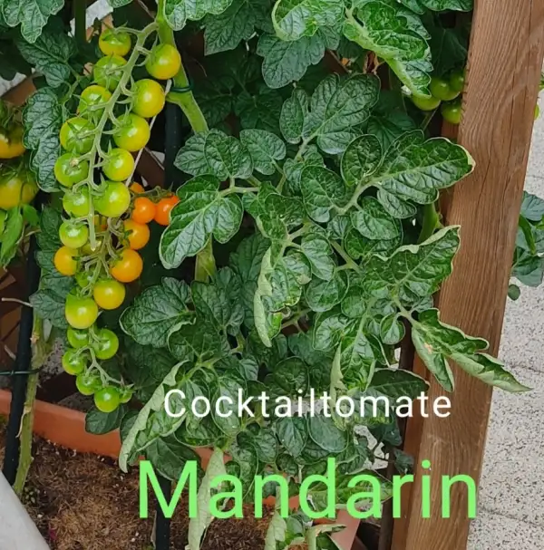 Tomaten: Mandarin (Cocktailtomate)