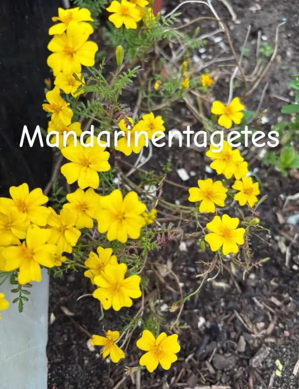Blumen: Mandarinen-Tagetes, riecht auch nach Mandarine