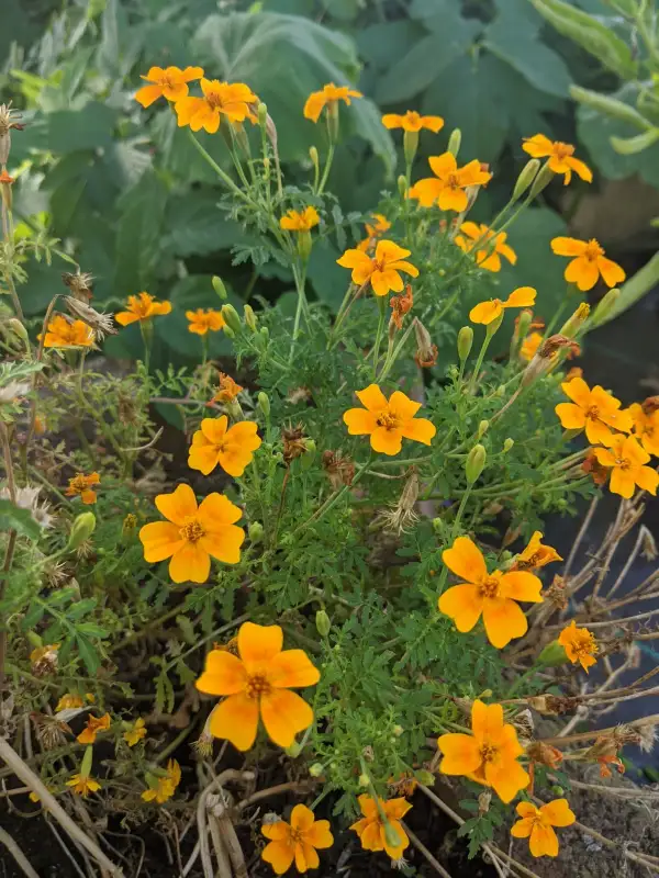 Kräuter: Mandarinengewürztagetest (Tagetes teuifolia)