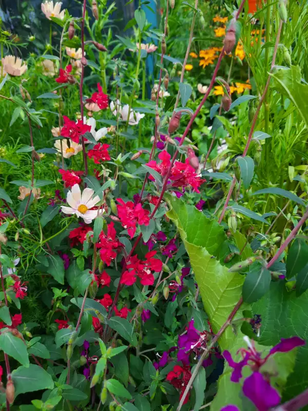 Blumen: Mandelröschen - Rot