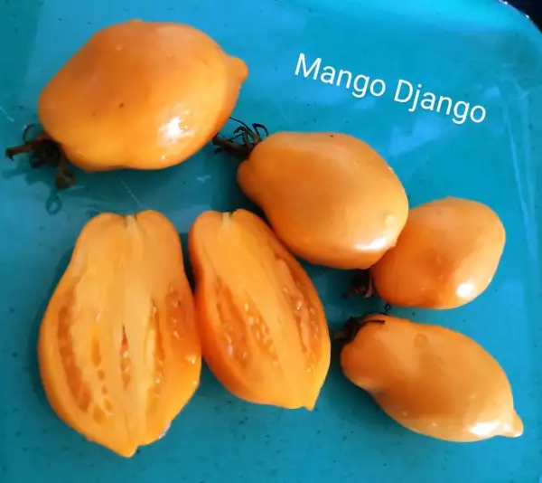 Tomaten: Mango Django,