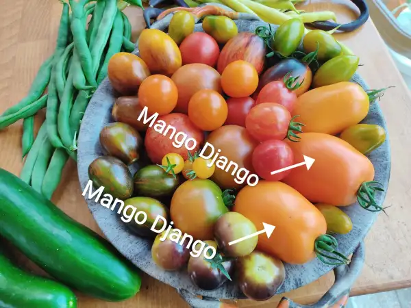 Tomaten: Mango Django