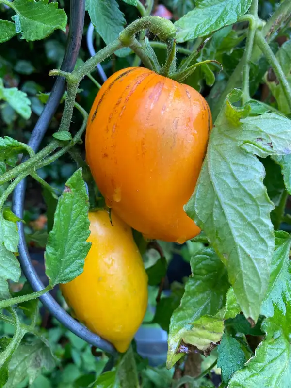 Tomaten: Mango Django