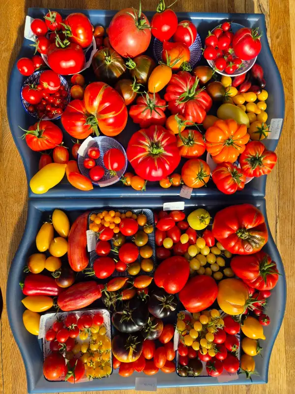 Tomaten: Mango Django