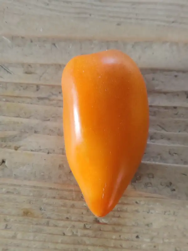 Tomaten: Mango Django