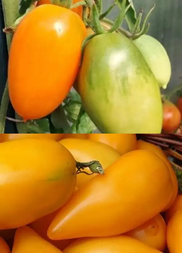 Tomaten: Mango Django