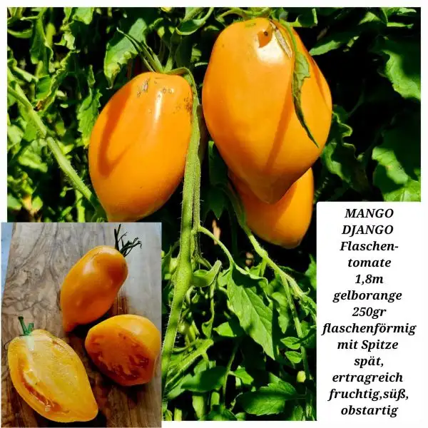 Tomaten: Mango Django