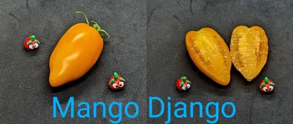 Tomaten: Mango Django