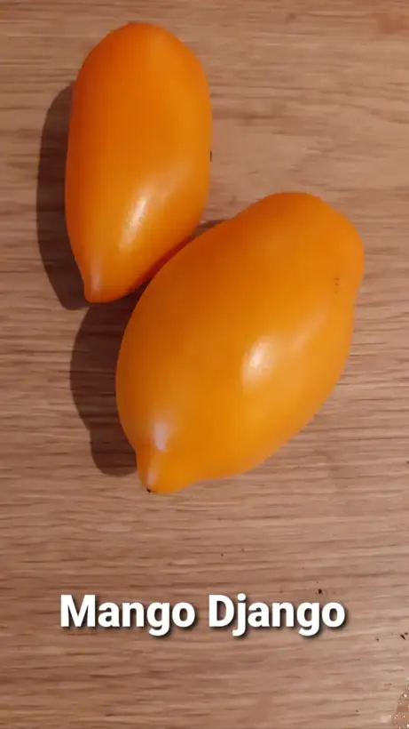 Tomaten: Mango Django