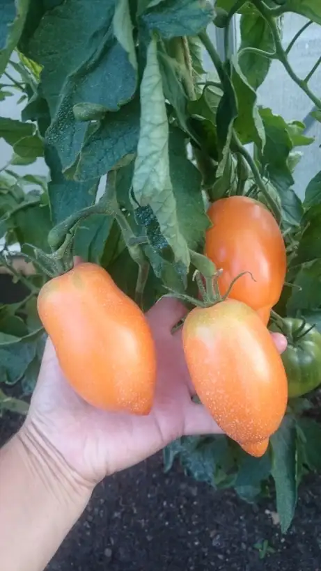 Tomaten: Mango Django