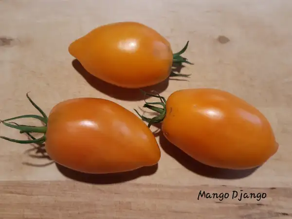 Tomaten: Mango Django