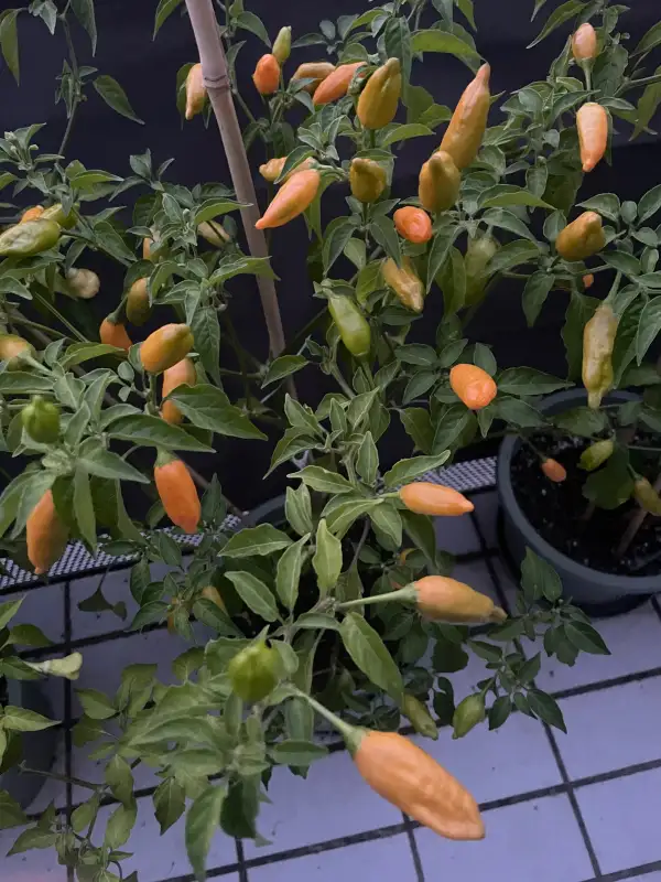 Chili / Paprika: Mango Stumpey