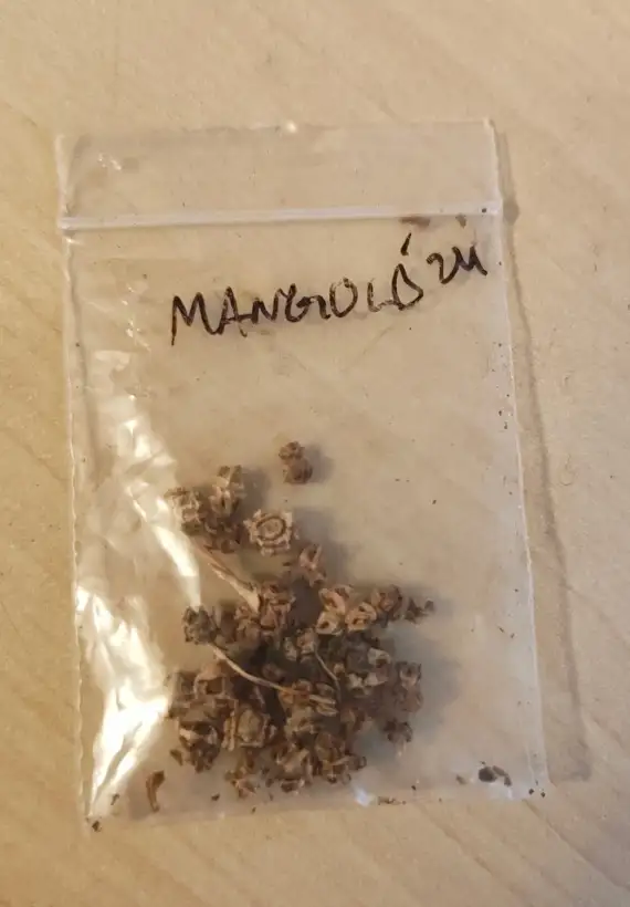 andere Gemüse: Mangold grün