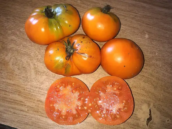 Tomaten: Mangue