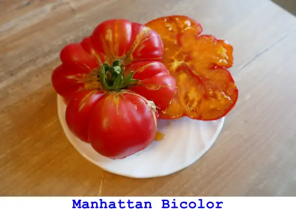 Tomaten: Manhattan Bicolor